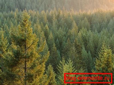 Фотографии на зимзелени шуми - главен снабдувач на граѓа Фотографии на зимзелени шуми - главен снабдувач на граѓа